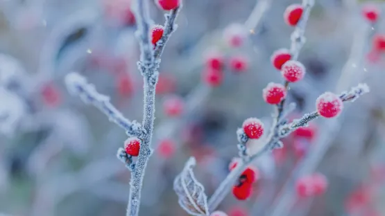 Criogenia alimentar Air Liquide