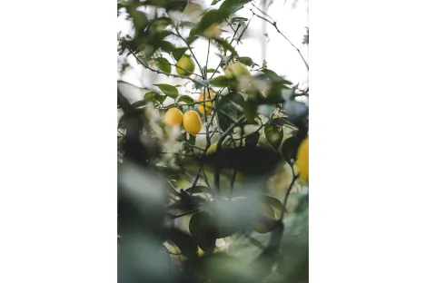 Comment utiliser efficacement l’AZETHYL PHYTO ? 