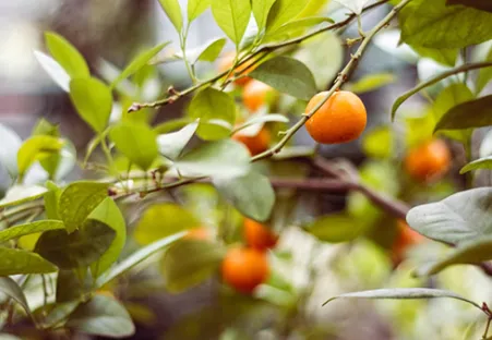 L’AZETHYL PHYTO - Agrumes