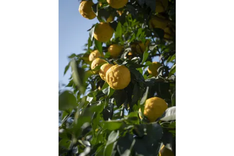AZETHYL PHYTO - Lemon