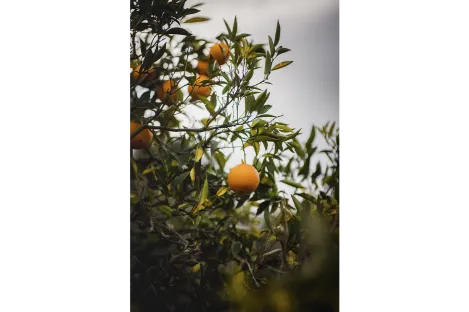 AZETHYL PHYTO - Orange