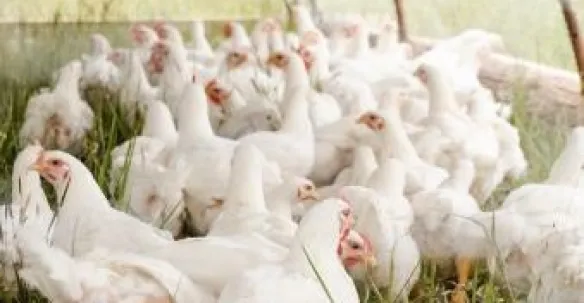 meat and poultry air liquide